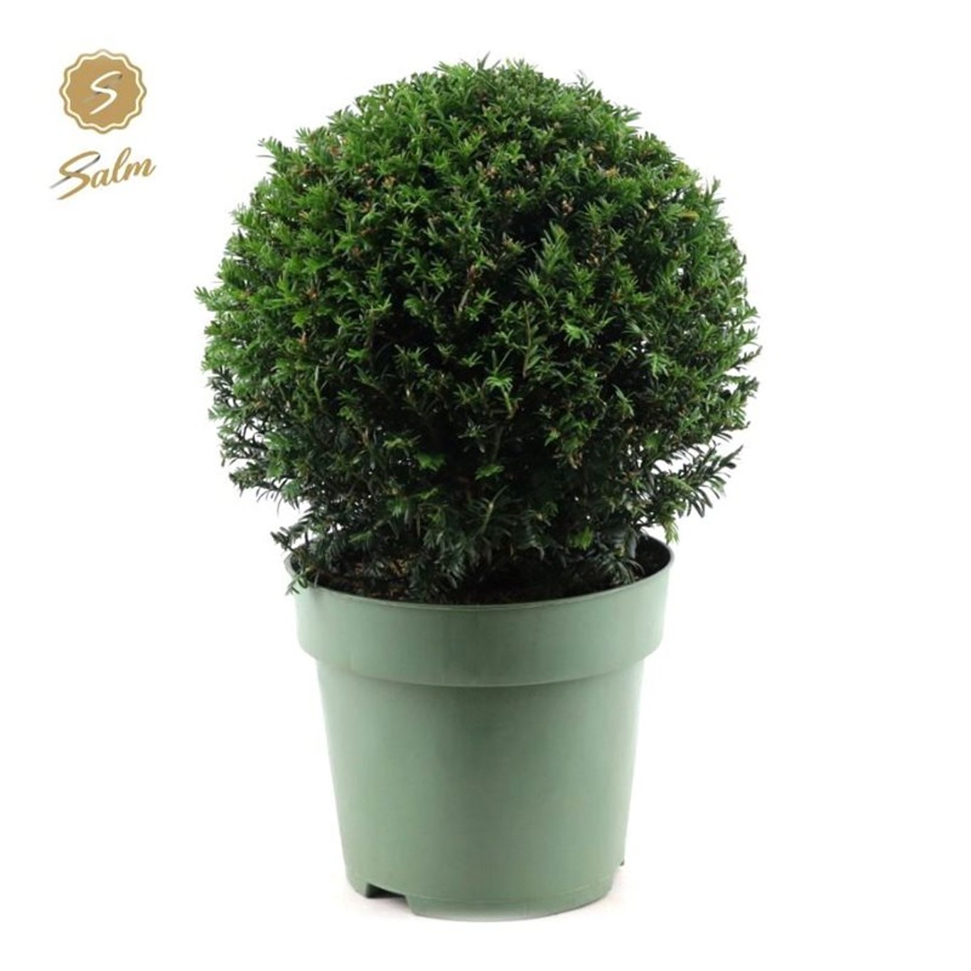Taxus media 'Groenland' - 30 CM Ball Cont.